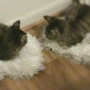 Meet your Posher, Elisabeth